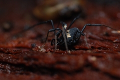 Nemastoma bimaculatum
