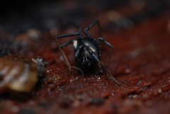 Nemastoma bimaculatum