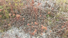 Acaena saccaticupula