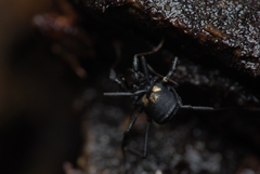 Nemastoma bimaculatum
