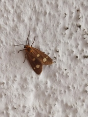 Dysauxes famula