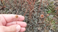 Acaena saccaticupula
