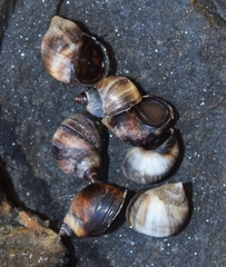 Melarhaphe neritoides