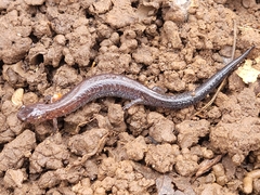 Plethodon serratus