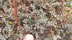 Acaena saccaticupula