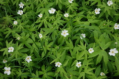 Anemonastrum dichotomum