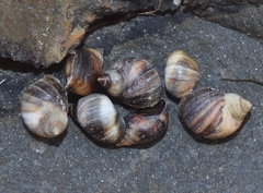 Melarhaphe neritoides