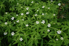 Anemonastrum dichotomum