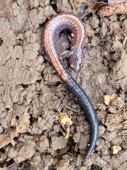 Plethodon serratus