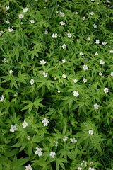 Anemonastrum dichotomum