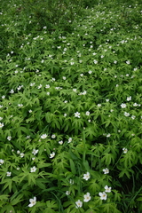 Anemonastrum dichotomum