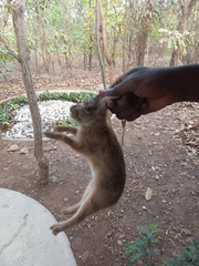 Lagomorpha