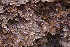 Ellisolandia elongata