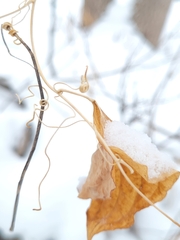 Smilax lasioneura