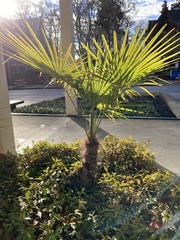 Trachycarpus