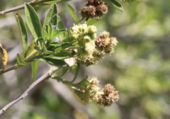 Baccharis conferta