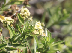 Baccharis conferta