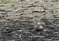 Calidris subruficollis