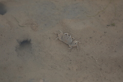 Macrophthalmus banzai