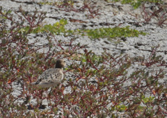 Calidris subruficollis