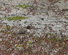 Calidris subruficollis