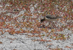 Calidris subruficollis