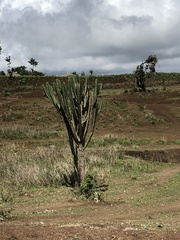 Euphorbia candelabrum