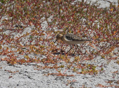 Calidris subruficollis