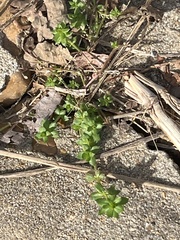 Sherardia arvensis