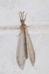 Neuroleon arenarius