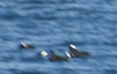 Melanitta perspicillata