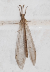 Neuroleon arenarius