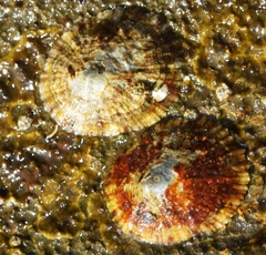 Patella caerulea