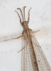 Neuroleon arenarius