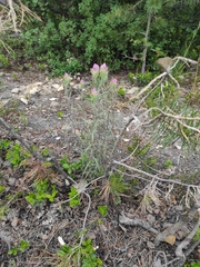 Castilleja rubra