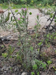 Castilleja rubra