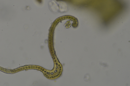 Image of Racomitrium macounii by no rights reserved