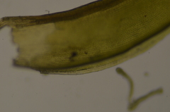 Racomitrium macounii