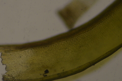 Racomitrium macounii