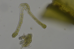 Racomitrium macounii