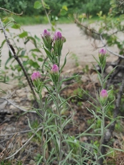 Castilleja rubra