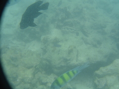 Dascyllus trimaculatus