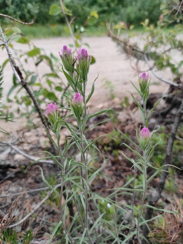 Castilleja rubra (Castilleja rubra)