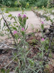 Castilleja rubra