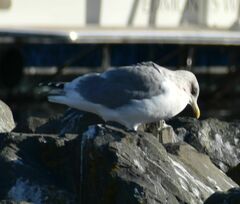 Larus glaucoides thayeri
