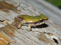 Physalaemus cuvieri