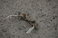 Macrophthalmus japonicus