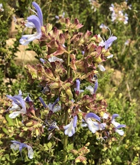 Salvia chamelaeagnea