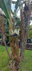 Strelitzia alba