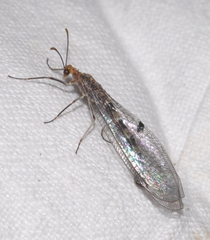 Megistopus flavicornis